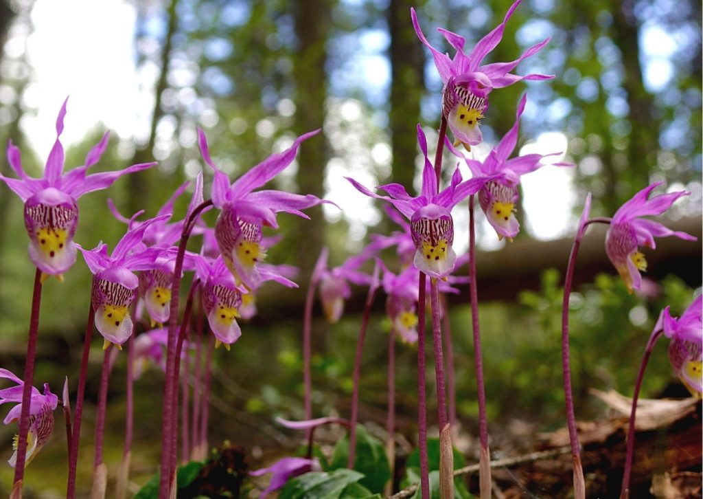 A collection of beautiful Calypso Orchids